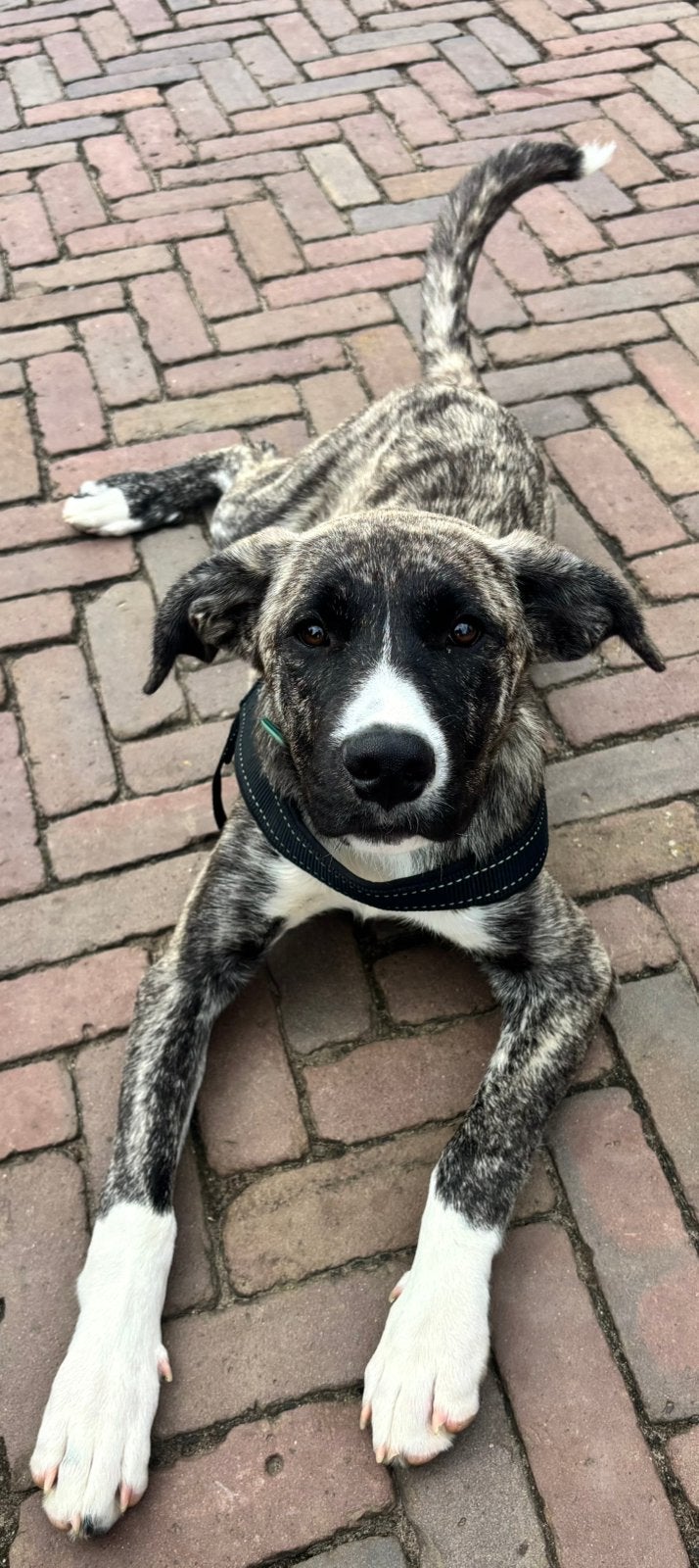 Mix Mastin Espagnol reutje 5 mnd, Parvo, 15 weken tot 1 jaar, Eén hond, Nederland