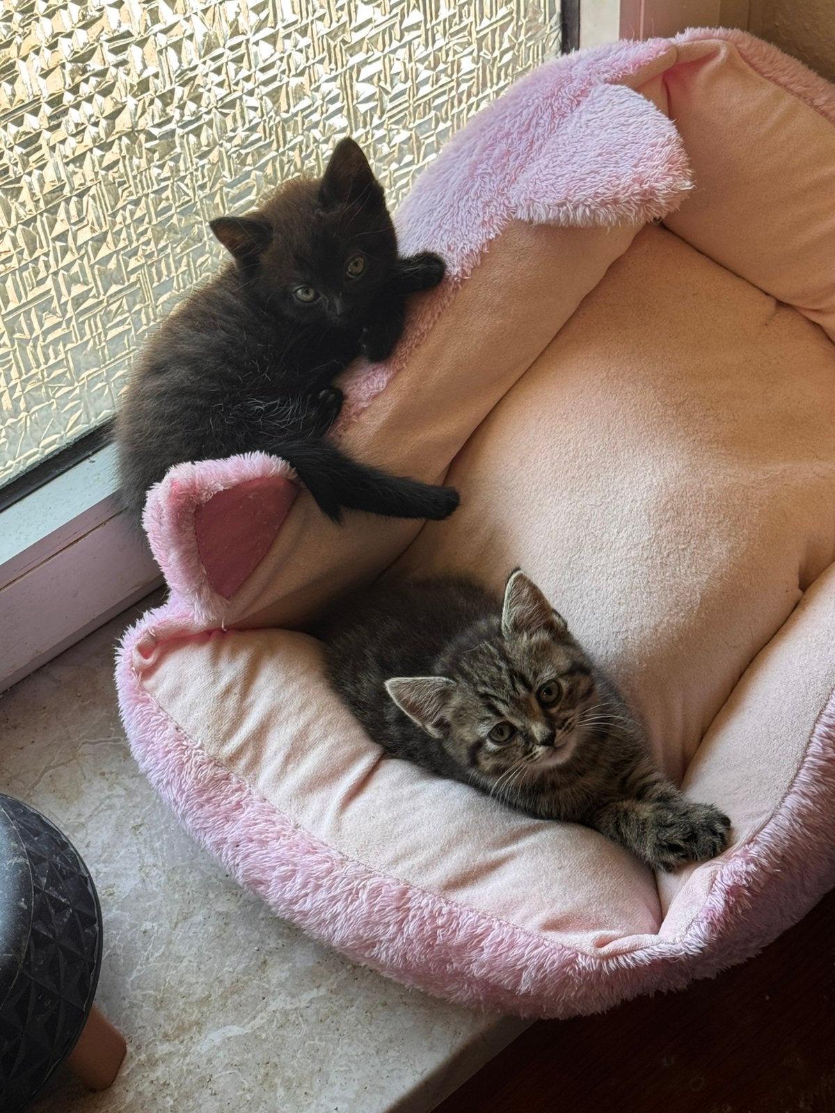 Britse korthaar kittens, Meerdere dieren