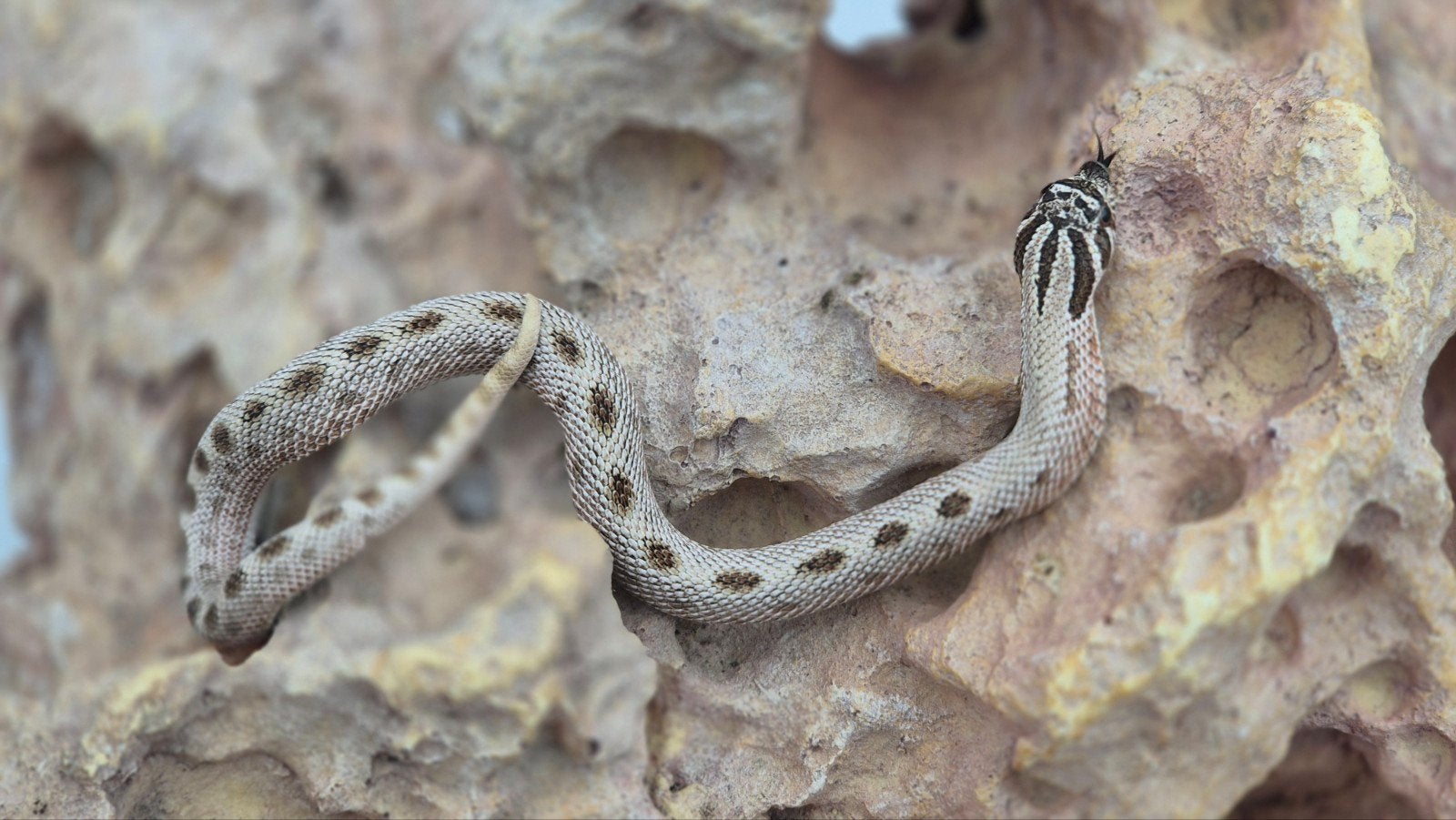 Haakneusslang man Hognose Snake - male for sale from De Jong
