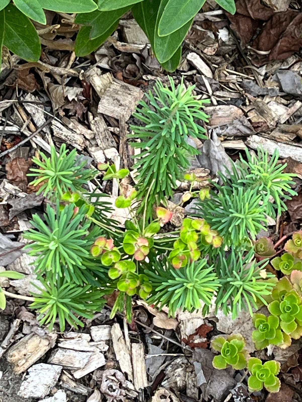 Aangeboden: Euphorbia stekjes., Tuin en Terras, Planten | Tuinplanten, Ophalen, Overige soorten, Volle zon