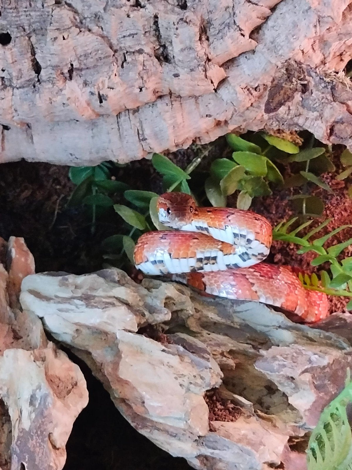 Hele mooie rattenslang van net 1 jaar oud Rat Snake photo 5