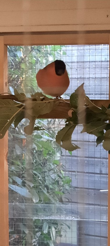 Goudvinken, Dieren en Toebehoren, Mannelijk, Wildzangvogel, Geringd