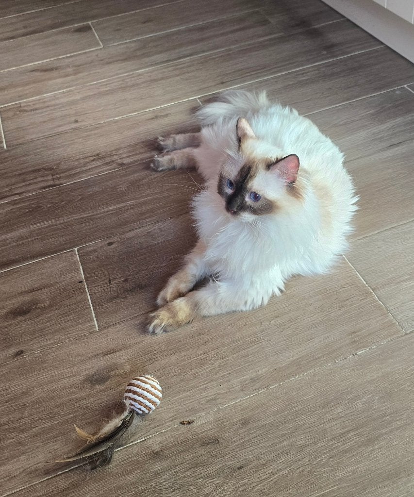 Ragdoll poes, Dieren en Toebehoren, Katten en Kittens | Raskatten | Langhaar, Poes, Met stamboom, 0 tot 2 jaar