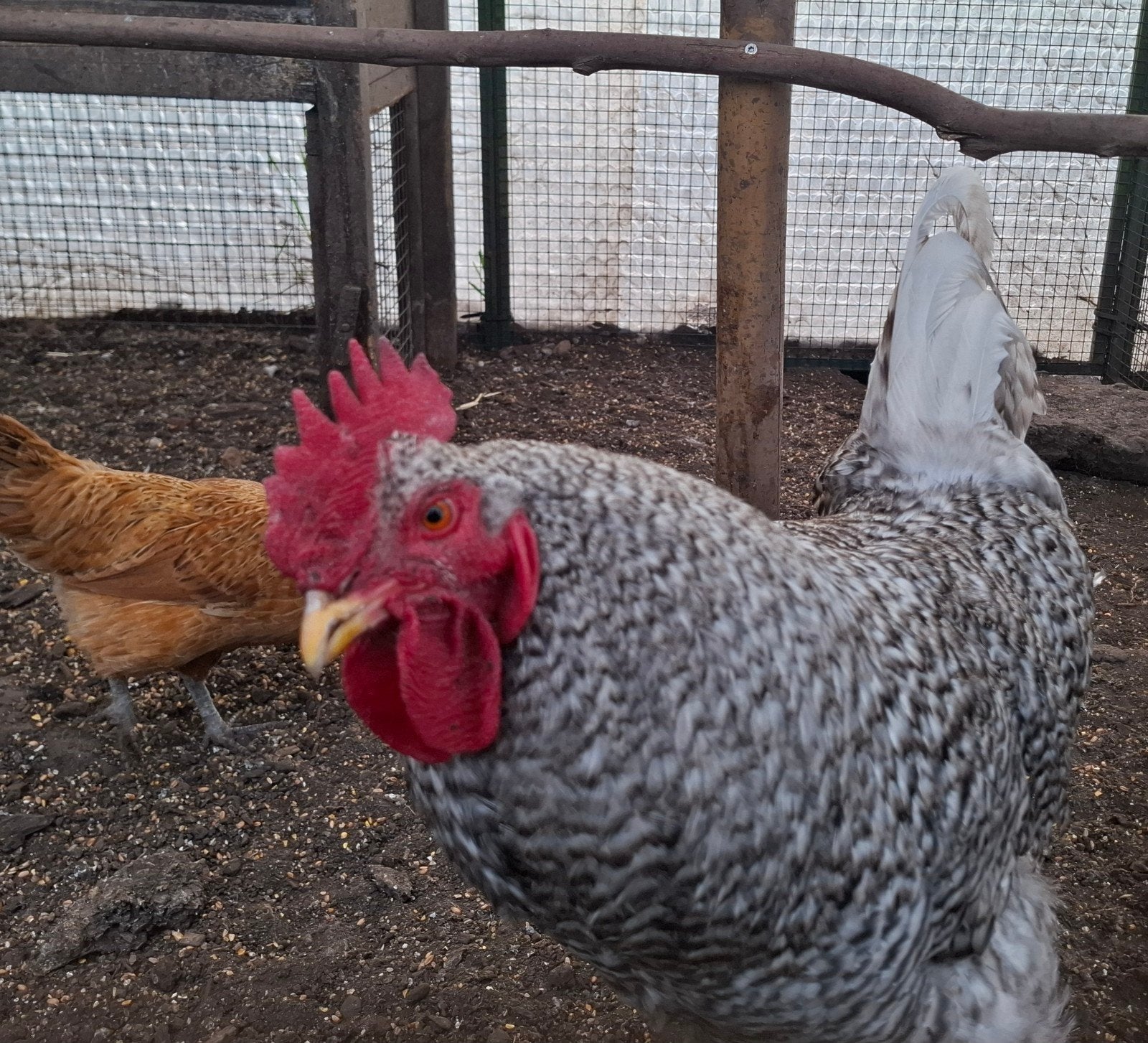 Kippenopvang zoekt goede plek voor deze leuke forse haan!, Dieren en Toebehoren, Mannelijk, Kip