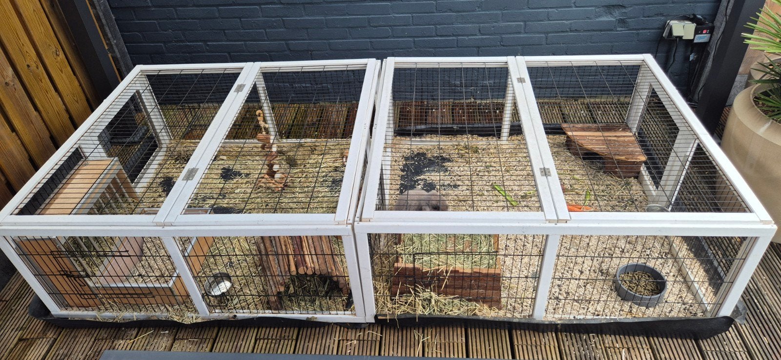 konijnenrennen, Dieren en Toebehoren, Ophalen of Verzenden, 110 cm of meer, Ren, 90 cm of meer