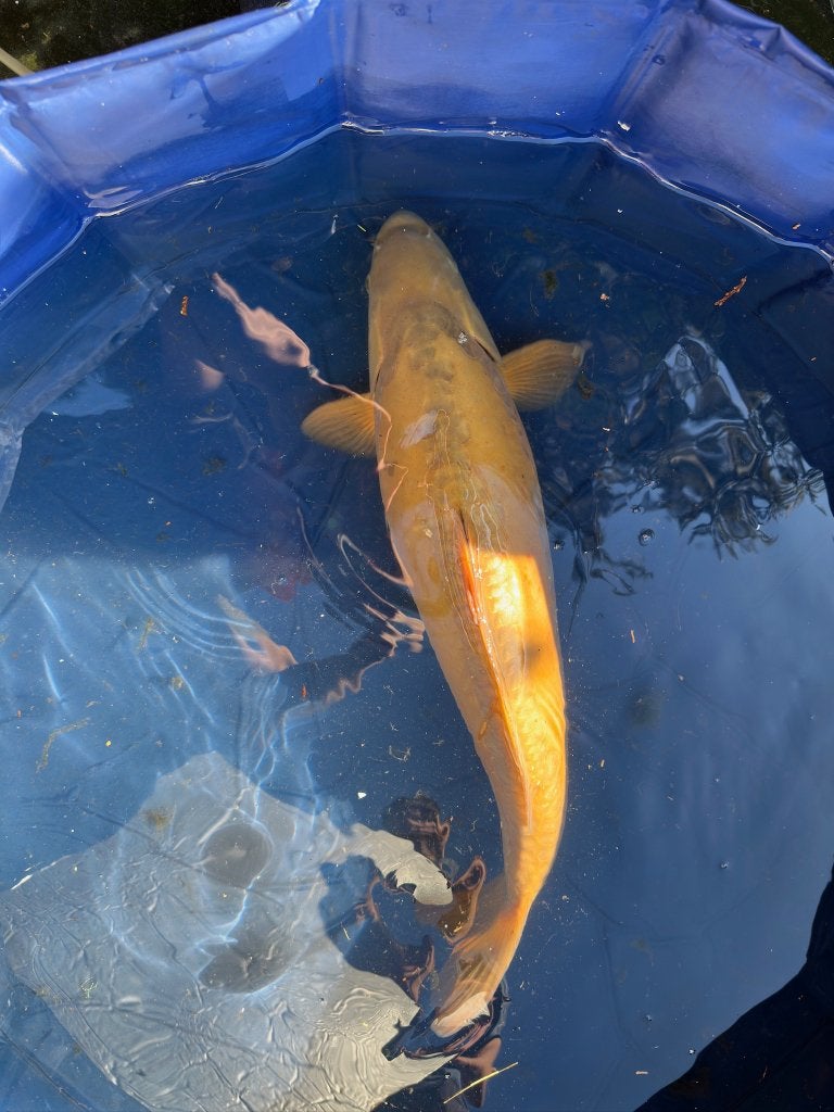 Midorigoi Japanse koi, Dieren en Toebehoren, Karper of Koi