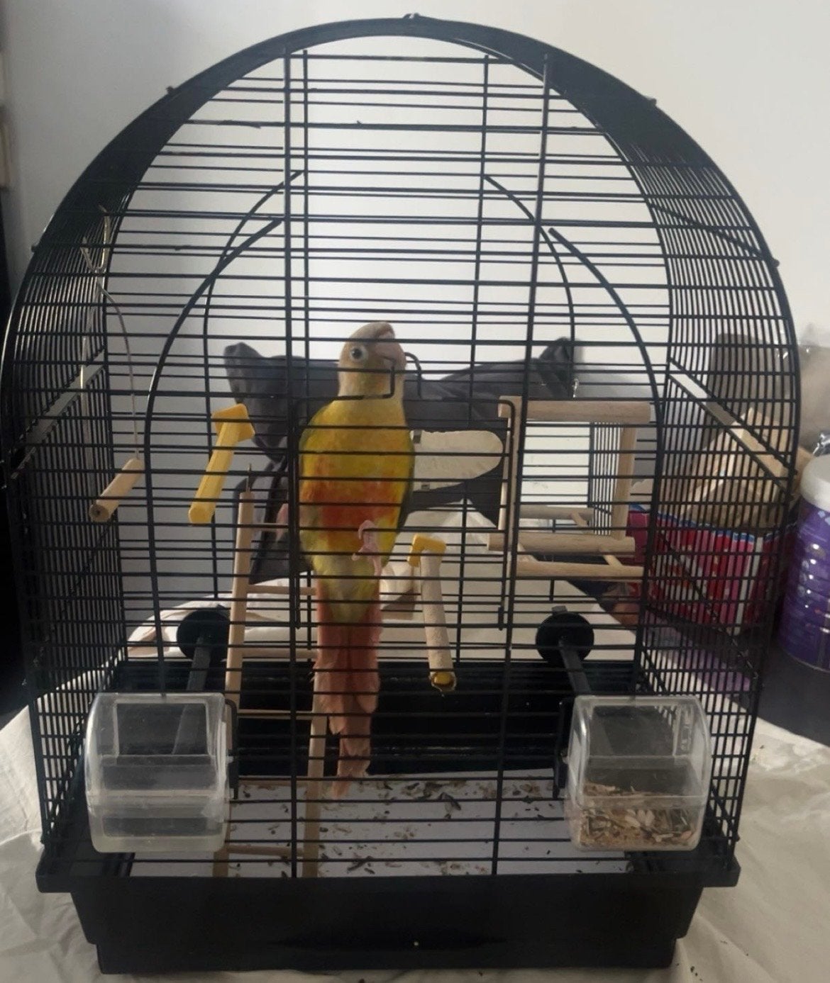 Baby pyrrhura met kooi, Vrouwelijk, Papegaai, Tam