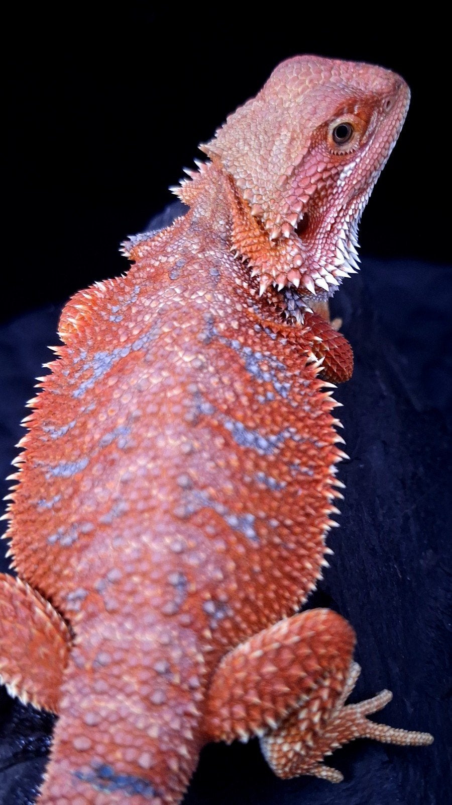 Baardagaam Mannen Red Hypo Blue Bar Bearded Dragon photo 5