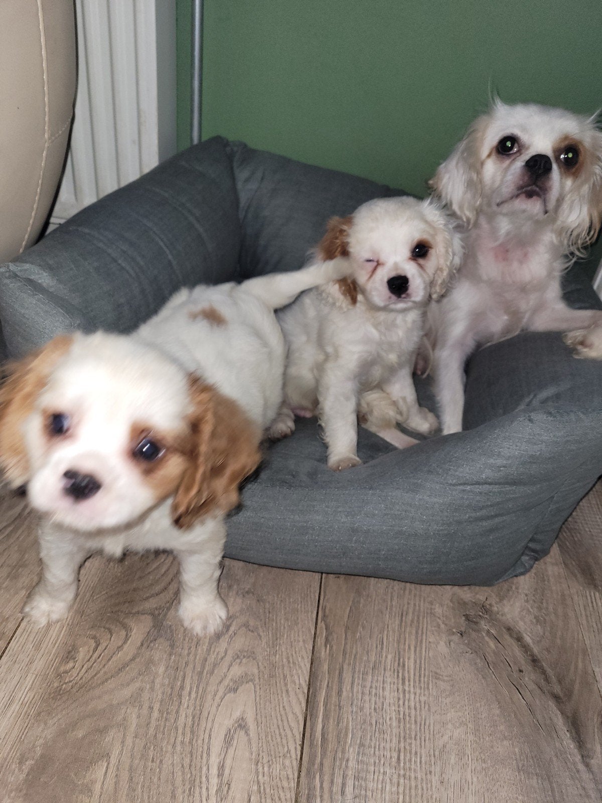 Nog 1 cavelier King Charles spaniel pupje reutje, Reu, CDV (hondenziekte), 8 tot 15 weken, Eén hond