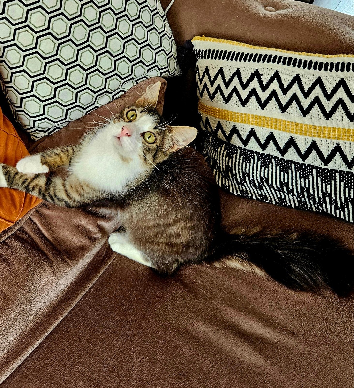 Lieve aanchankelijk Tomi 9 maand oud zoek gouden mantdje, Kater