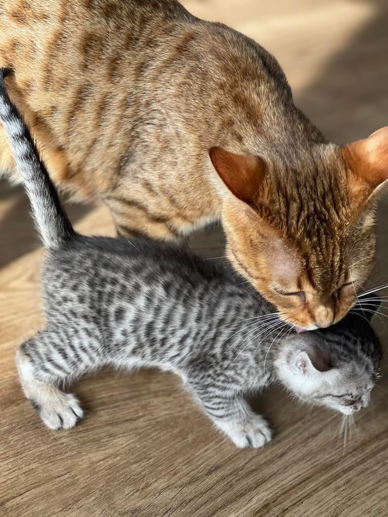 Nog 2 kittens zilver/bruine Savannah/Bengaalse mix, Dieren en Toebehoren, Katten en Kittens | Overige Katten, Meerdere dieren