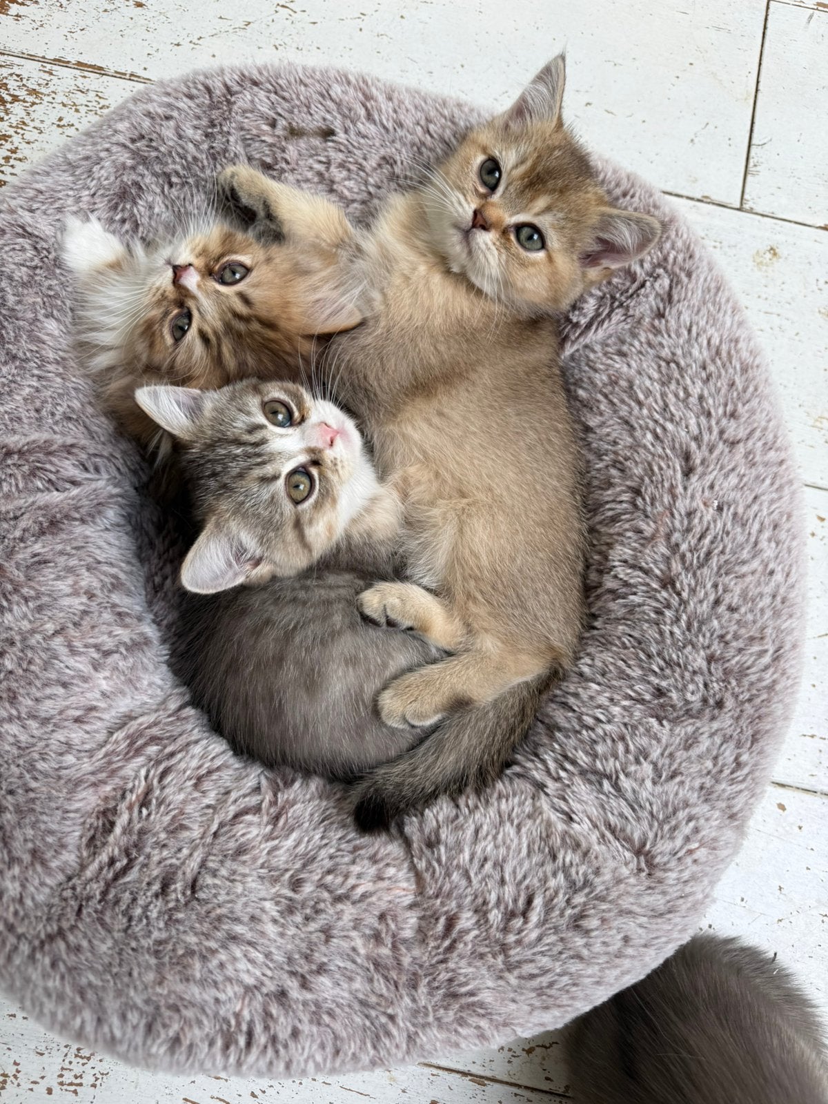 Britse kort / langhaar kittens, Dieren en Toebehoren, Katten en Kittens | Raskatten | Langhaar, Meerdere dieren