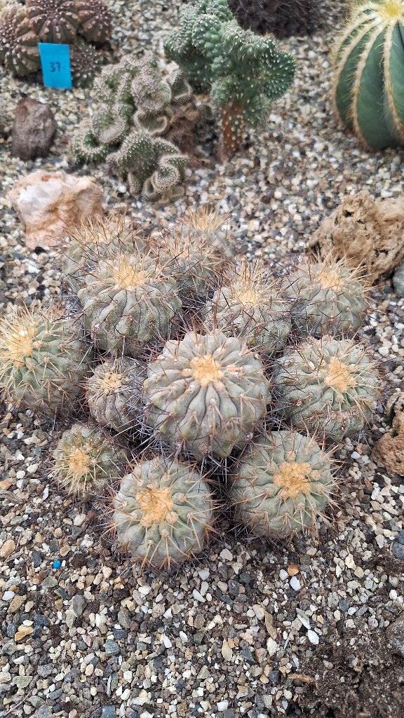 Copiapoa haseltoniana cactus diameter 21 cm, Ophalen, Cactus, Volle zon, Minder dan 100 cm