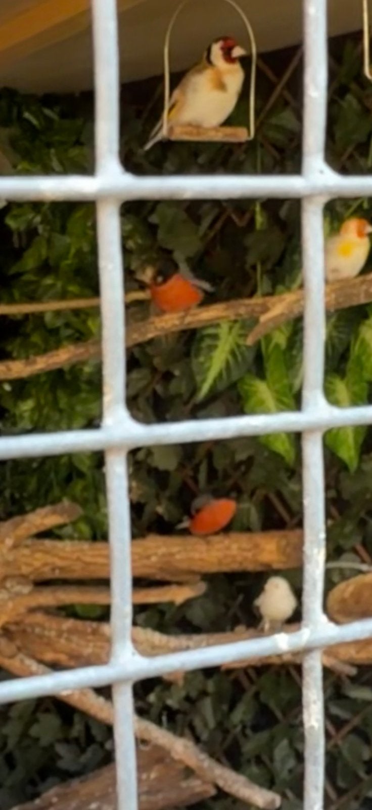 Goudvinken, Dieren en Toebehoren, Vogels | Overige Vogels, Mannelijk, Wildzangvogel