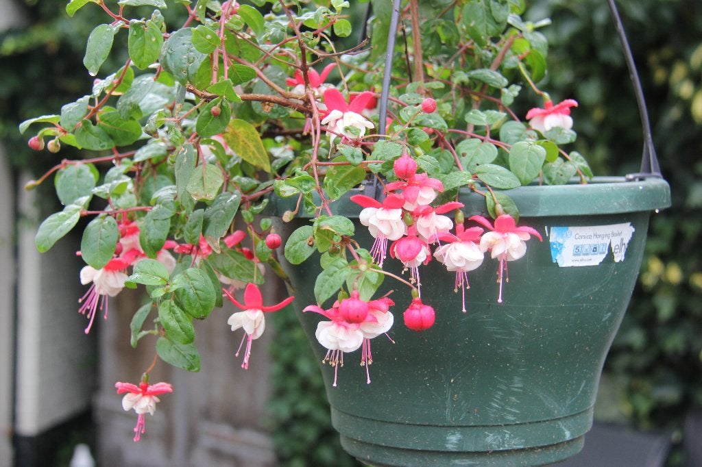 Hangende fuchsia, "Madame Cornelissen"., Tuin en Terras, Vaste plant, Halfschaduw, Zomer, Ophalen