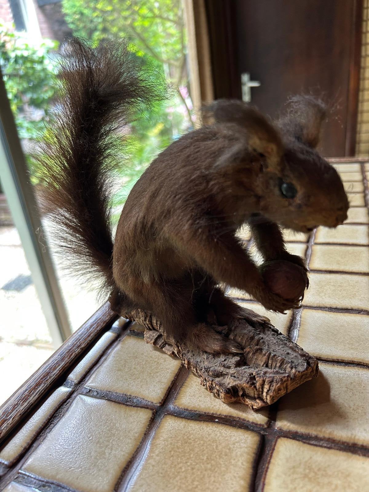 Eekhoorn taxidermie, Ophalen, Nieuw, Wild dier, Opgezet dier