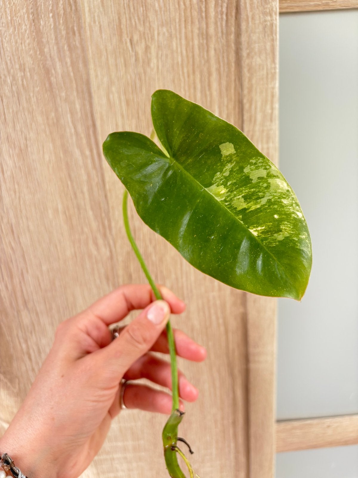 Philodendron burle Marx variegata, Huis en Inrichting, Kamerplanten, Ophalen of Verzenden, Halfschaduw, Minder dan 100 cm