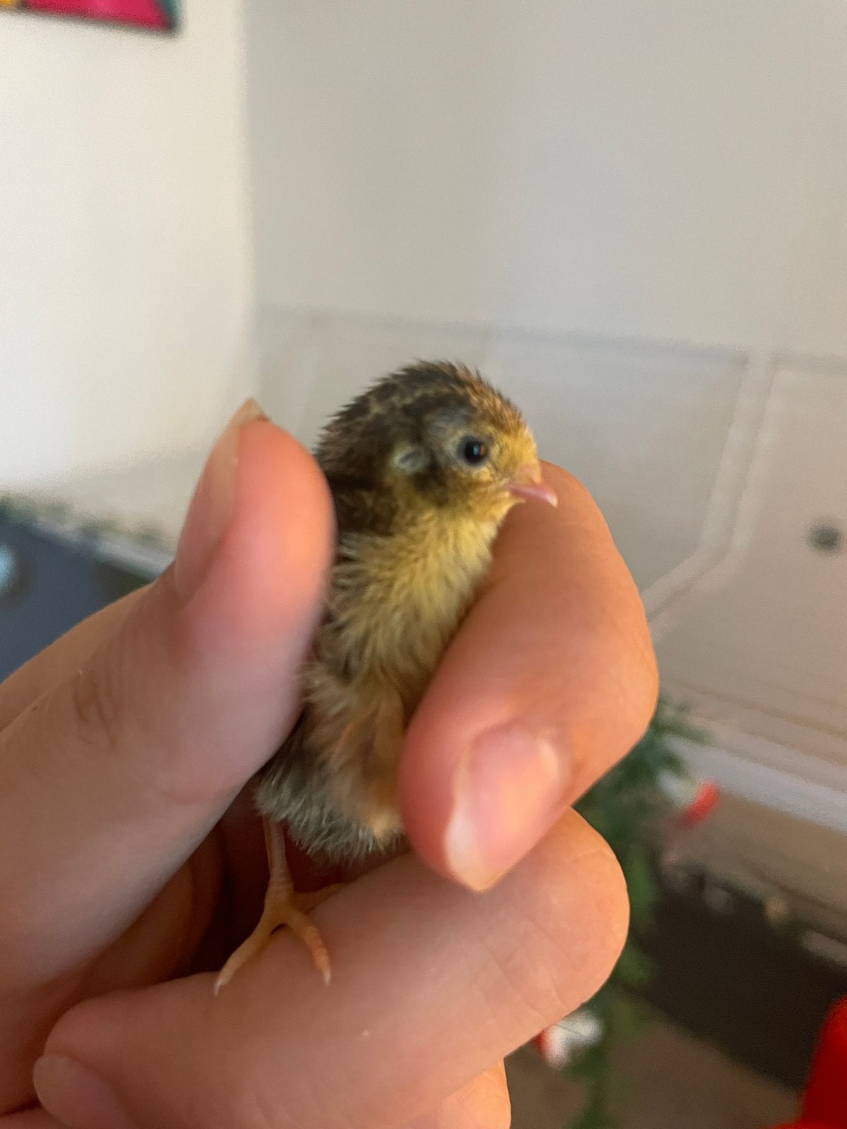 Chinese dwerg kwartel babys, Geslacht onbekend, Overige soorten