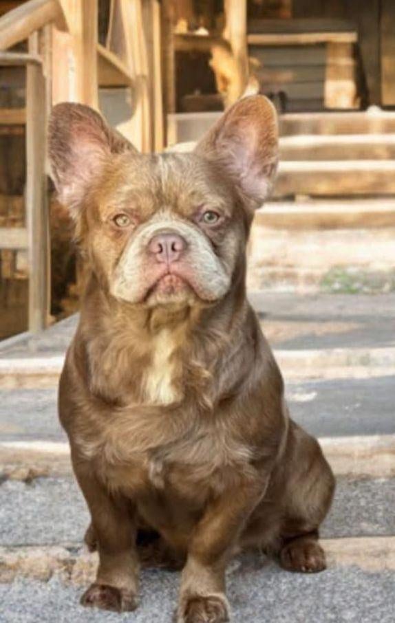 FRANSE BULLDOG, Dieren en Toebehoren, Honden | Bulldogs, Pinschers en Molossers, HCC (leverziekte), Reu, 1 tot 2 jaar, Bulldog