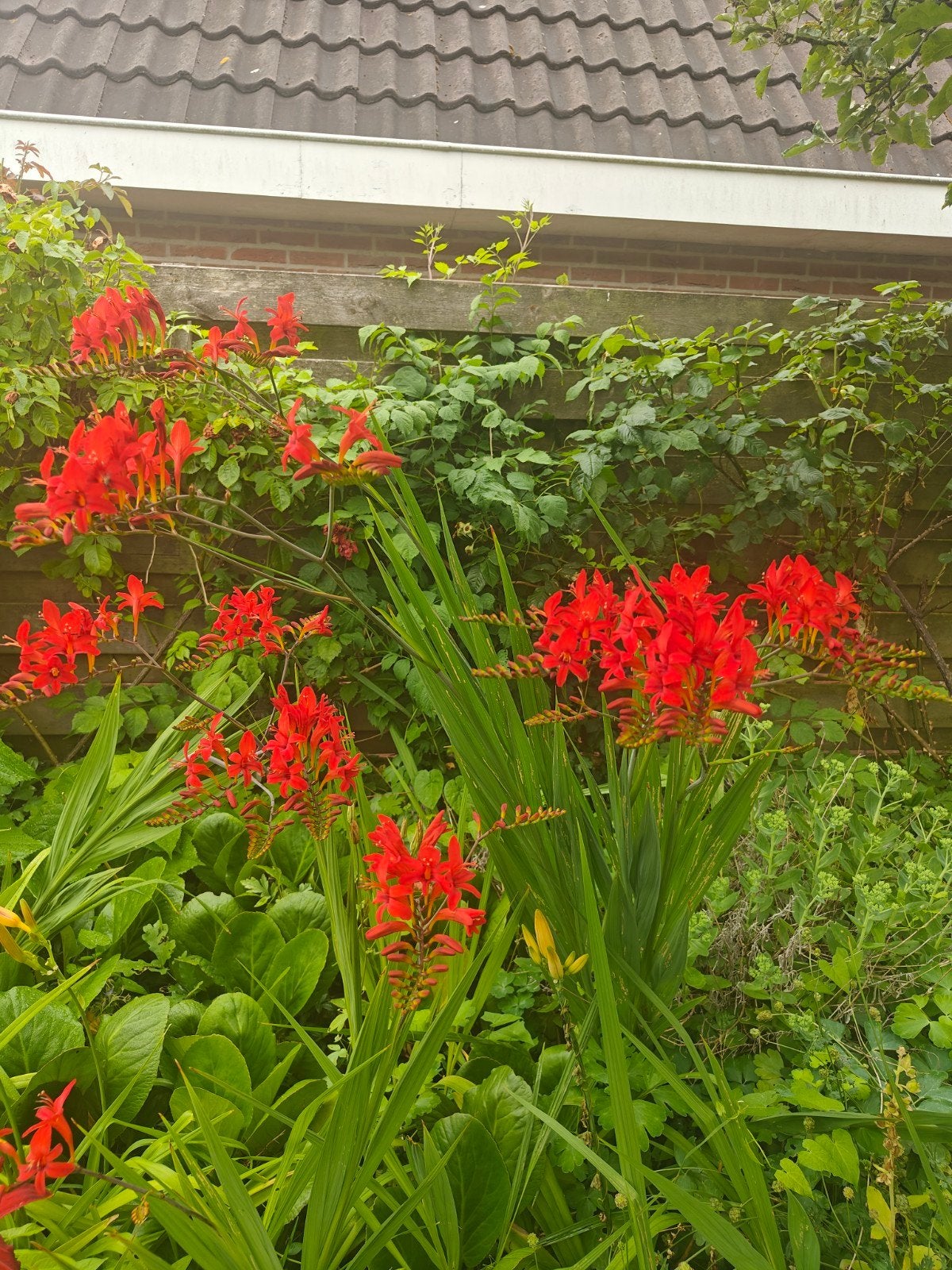 5 stuks Prachtige Crocosmia 'Red King' (Montbretia), Ophalen, Overige soorten, Volle zon