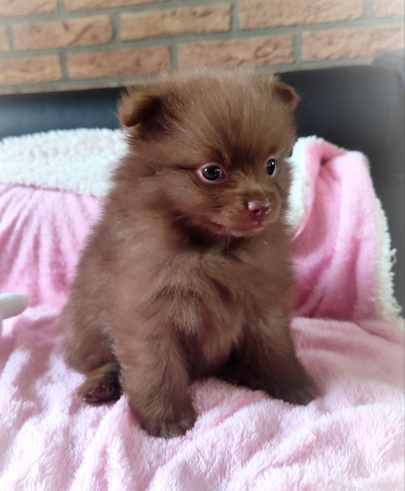 Nog 1 mega schattige mini pomeranian bearface puppy! 🩷, Keeshond, Reu, 8 tot 15 weken, Meerdere