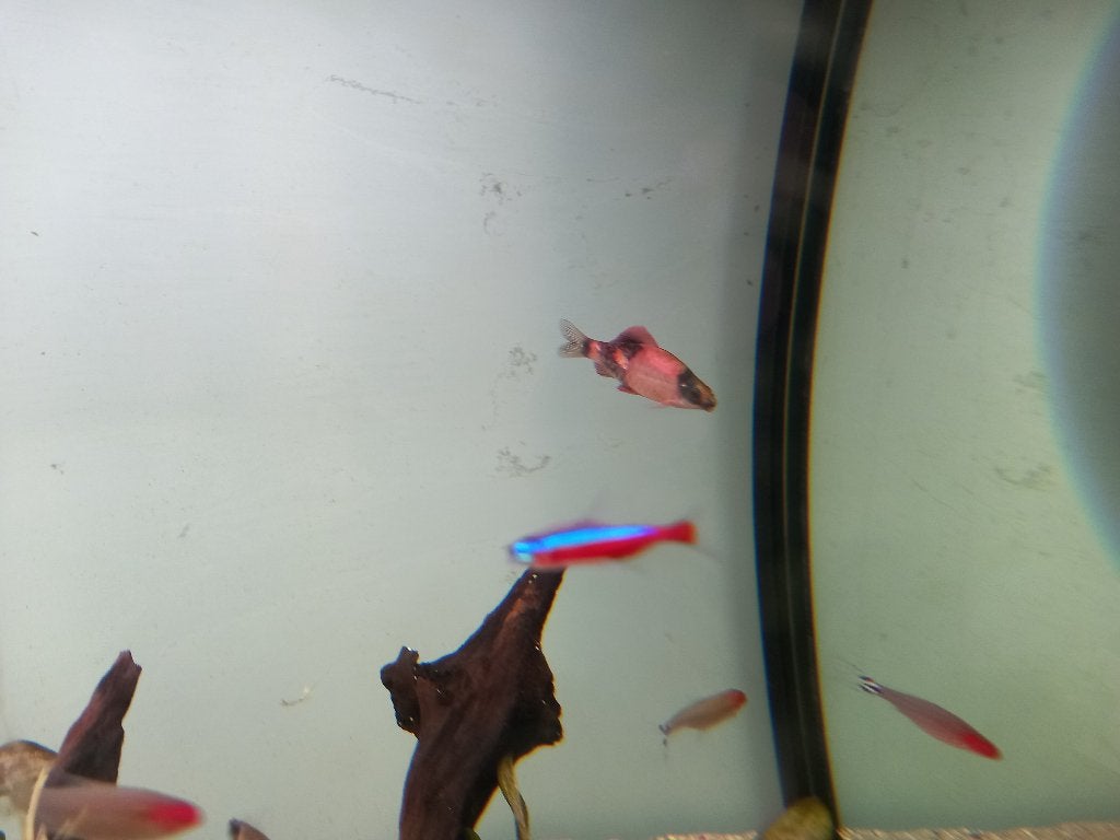 gratis vissen, Dieren en Toebehoren, Vissen | Aquariumvissen, Vis, Zoetwatervis