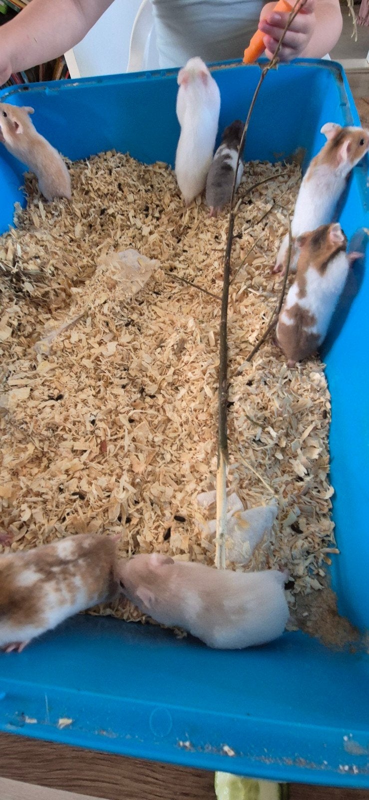 Jonge goudhamsters/ syrische hamsters 8 weken oud, Dieren en Toebehoren, Knaagdieren, Juni, Hamster