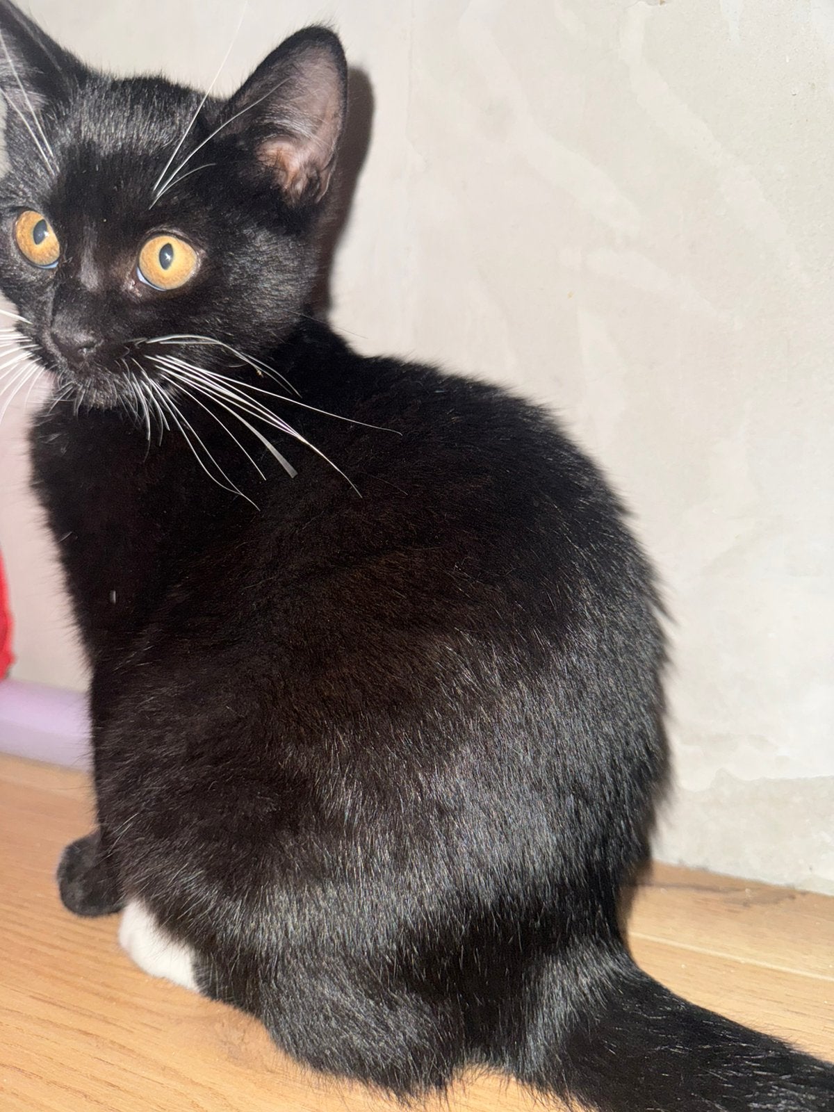 Zwarte brits korthaar kater