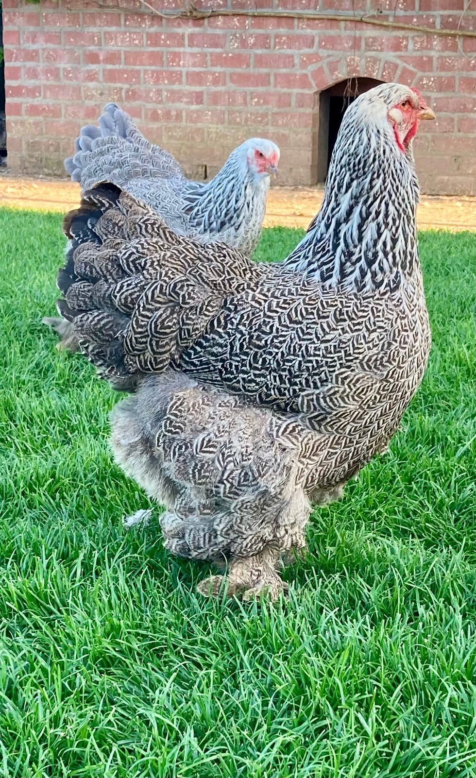 Brahma zilverpatrijs trio, Meerdere dieren, Kip