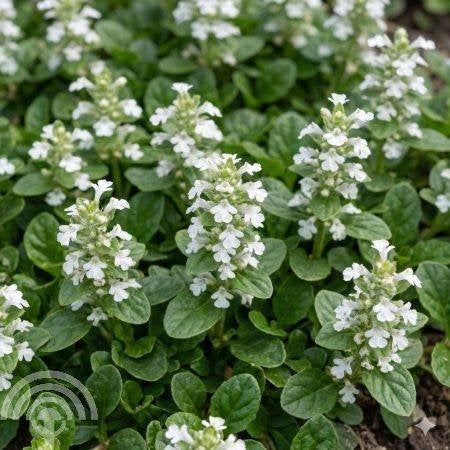 Top 10 van biologisch+ gekweekte, duurzame vaste tuinplanten, Overige soorten, Volle zon, Vaste plant, Ophalen of Verzenden