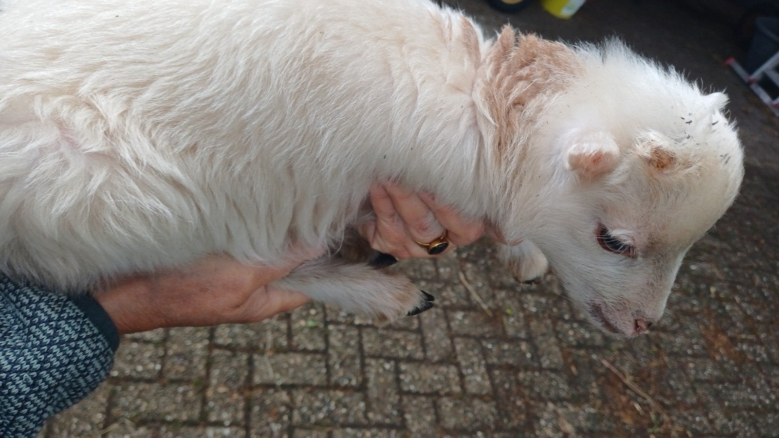 Ram lam ouessant, Dieren en Toebehoren, Mannelijk, Schaap, 0 tot 2 jaar