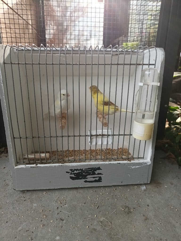 Kanaries, Meerdere dieren, Kleurkanarie