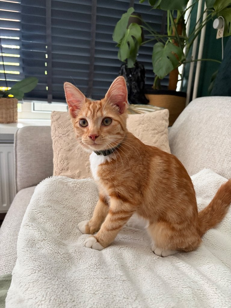 Nagele kat vermist, Dieren en Toebehoren, Kat