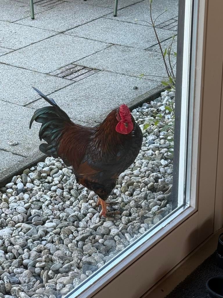 Prachtige jonge en lieve haan zoekt fijn thuis., Dieren en Toebehoren, Pluimvee, Mannelijk, Kip