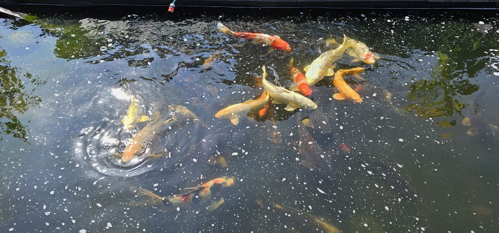 Diverse Koi, Karper of Koi