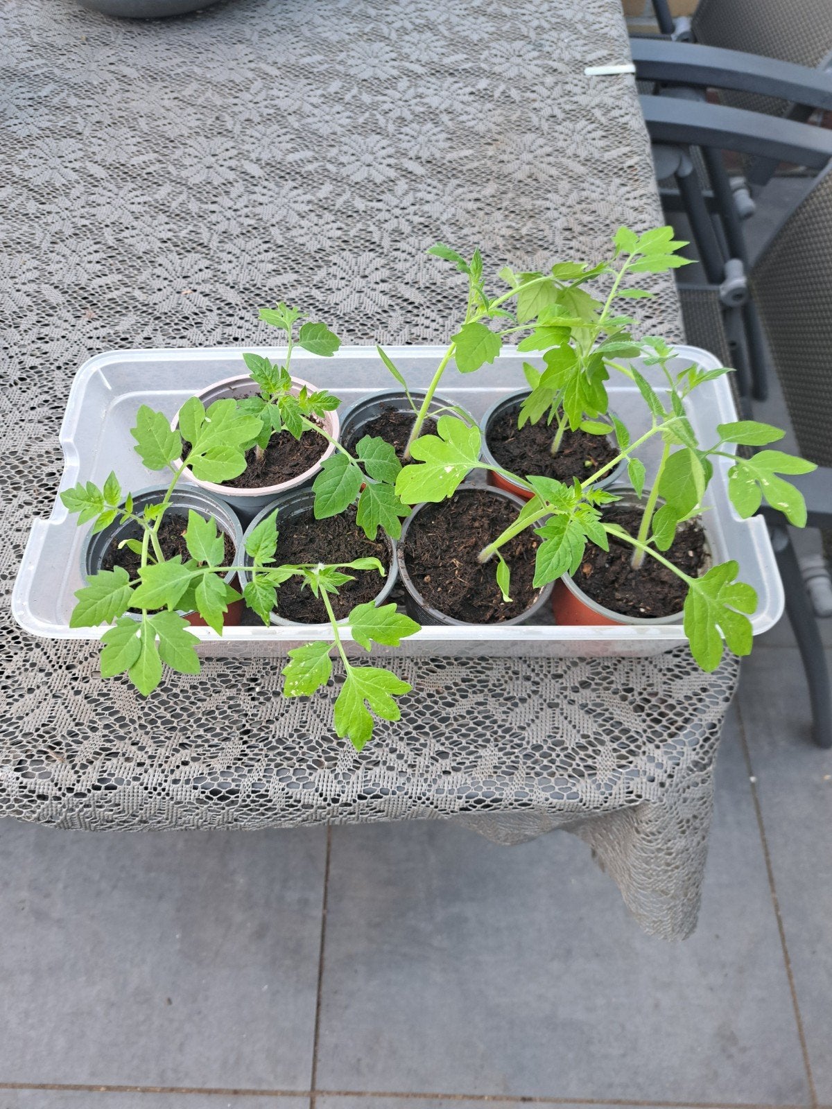 Tomatenplantstekjes, Ophalen, Eenjarig, Groenteplanten, Volle zon