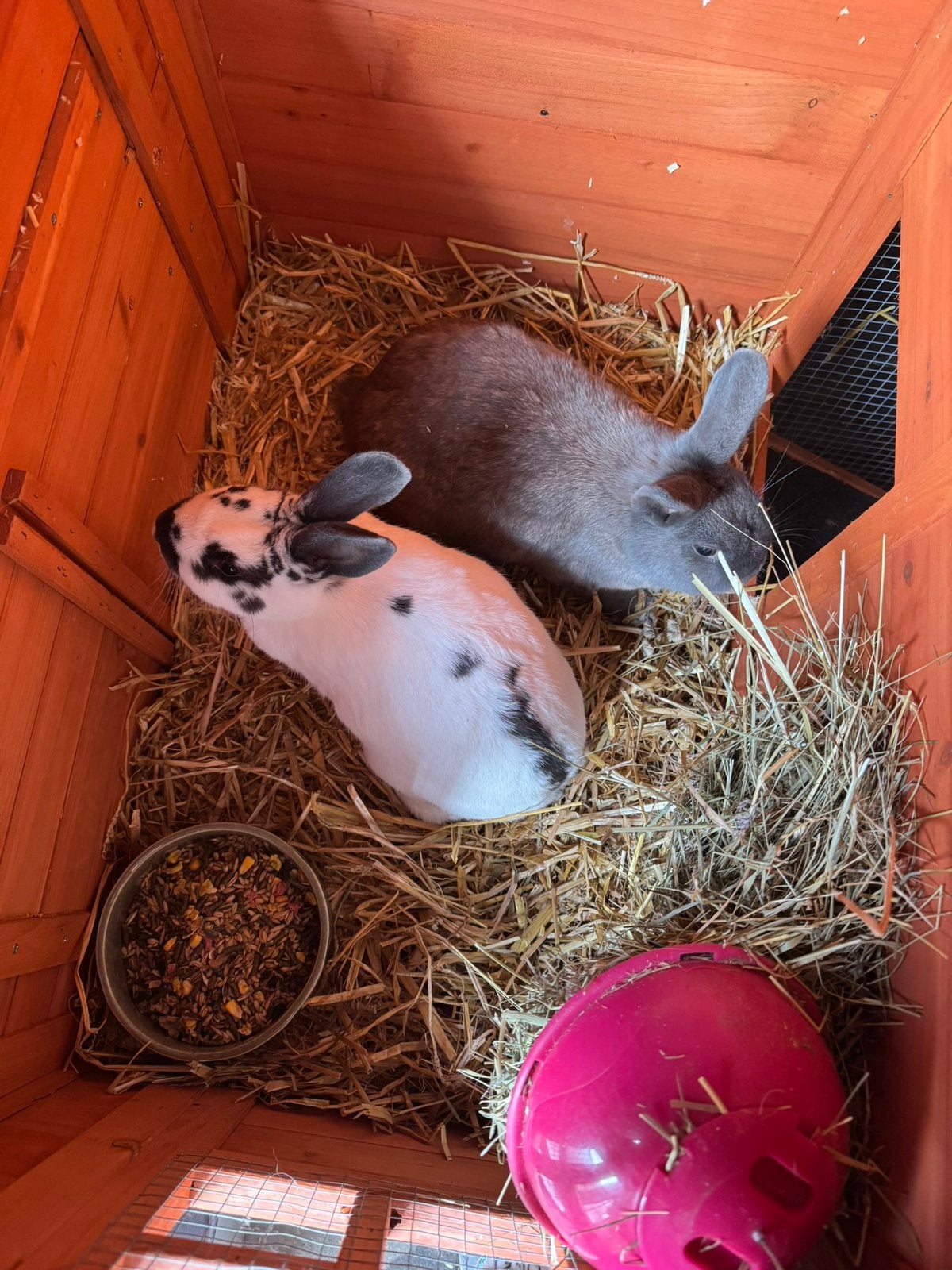 Konijnen Koppel, Dieren en Toebehoren, Konijnen, Dwerg, Meerdere dieren