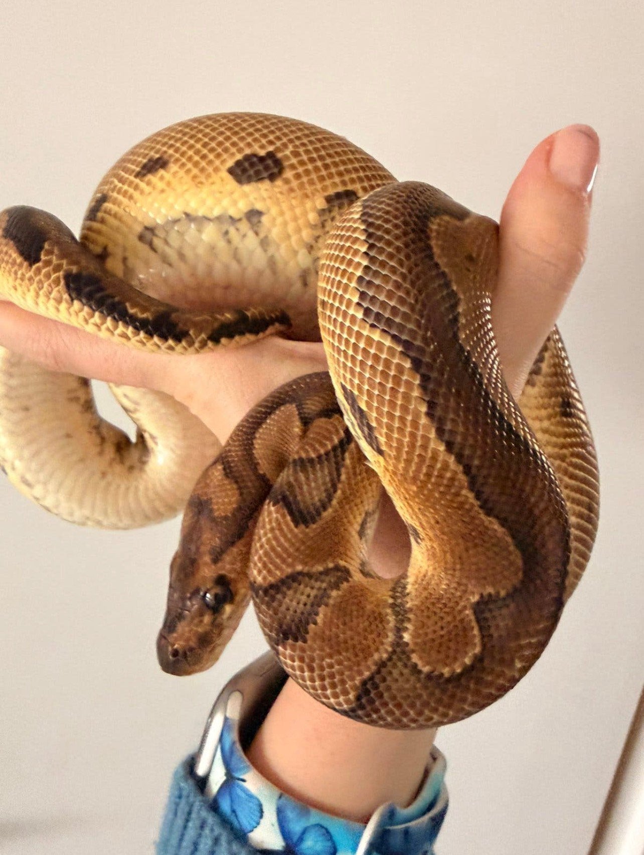 0.1 Red stripe Clown (66% poss. Het Ultramel), Slang, Tam, 0 tot 2 jaar