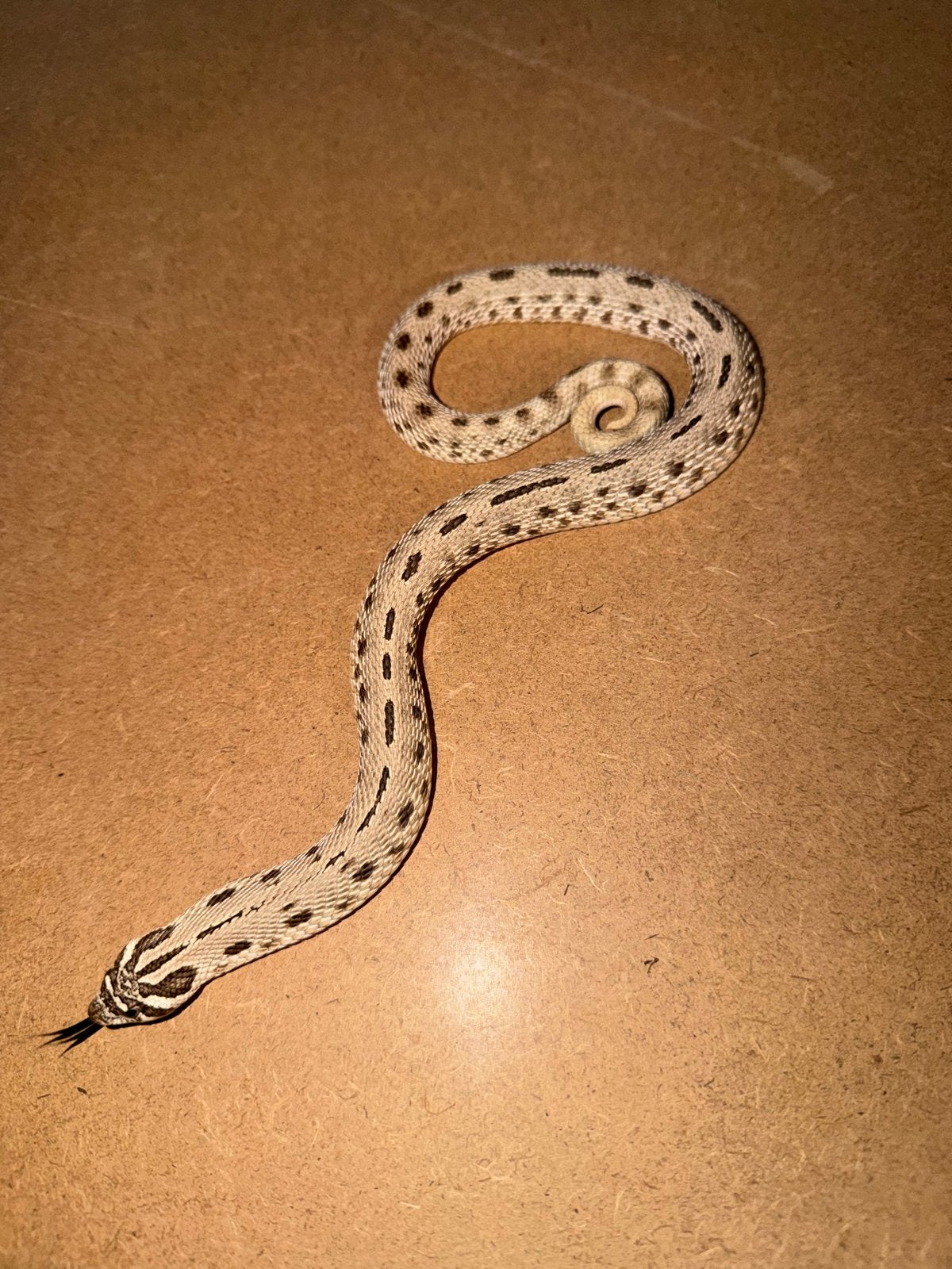Haakneus slang, Dieren en Toebehoren, Reptielen en Amfibieën, Slang, 0 tot 2 jaar