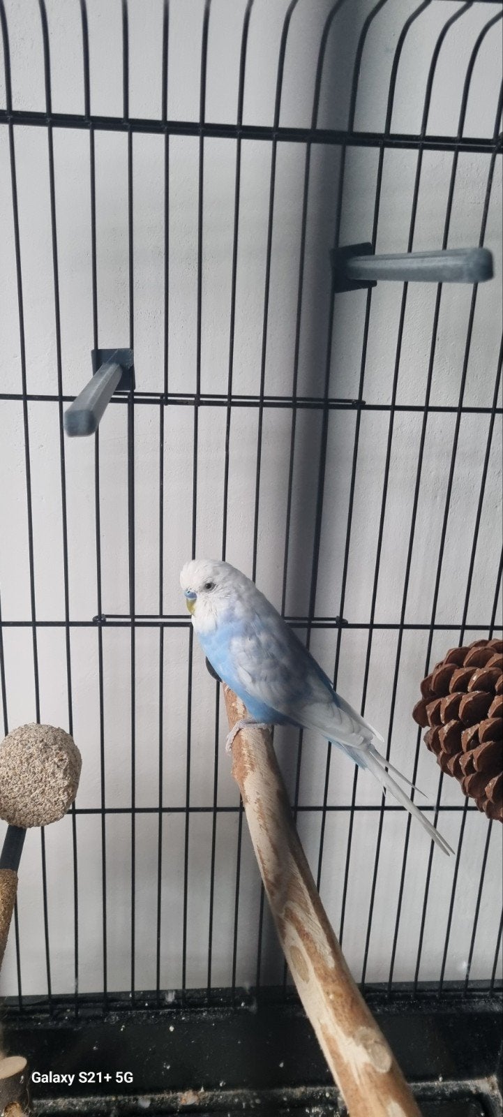 Een mooie parkiet is gratis af te halen in Roosendaal.

Heb, Dieren en Toebehoren, Vogels | Parkieten en Papegaaien, Mannelijk