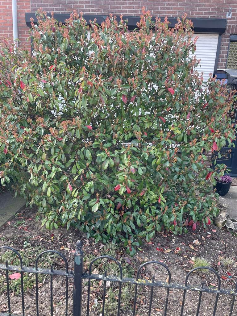 Photinia struik - Glansmispel, Volle zon, Vaste plant, Lente, Ophalen