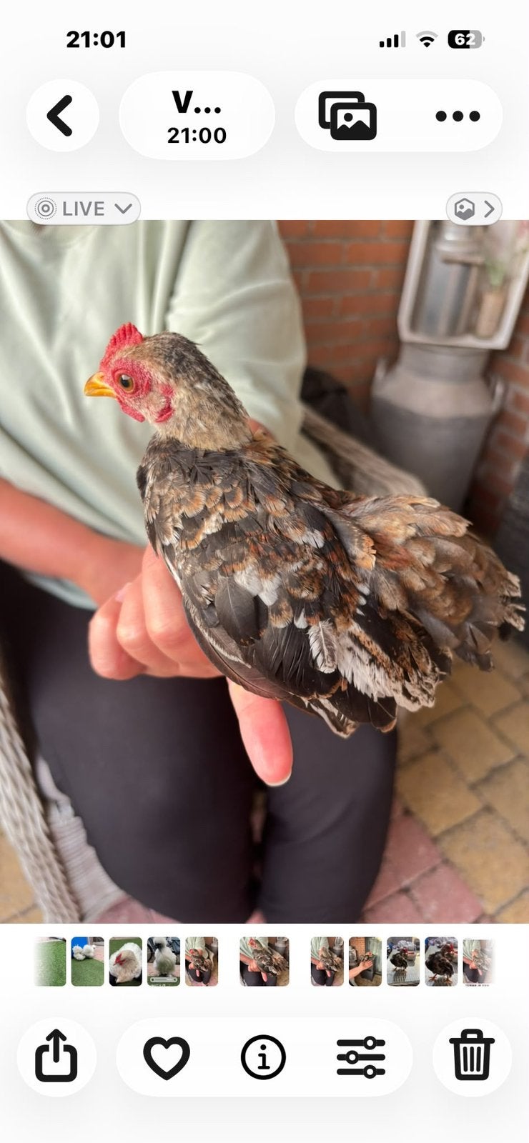 Sarama haantje, Dieren en Toebehoren, Pluimvee, Mannelijk, Kip