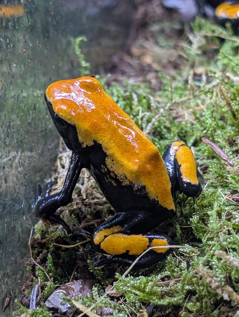 Dendrobates, Phyllobates en meer! Frog - unknown for sale from NKexotics nl