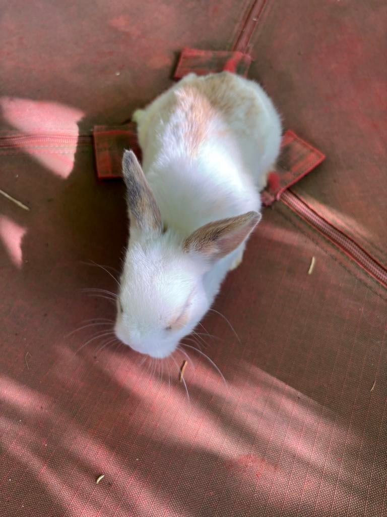 Jonge dwerg konijntjes, Meerdere dieren, Dwerg, 0 tot 2 jaar
