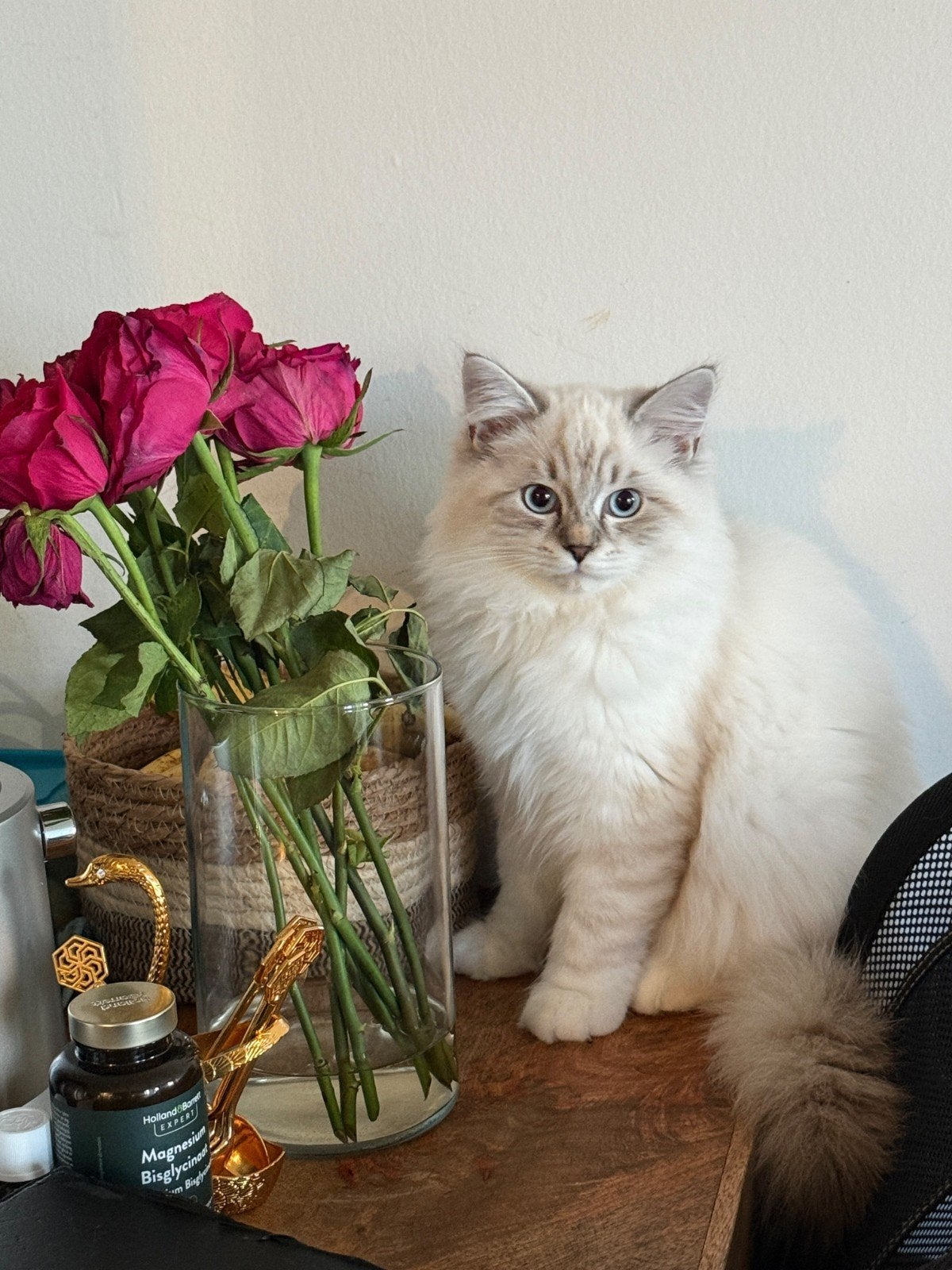 4 maanden oud Ragdol kater