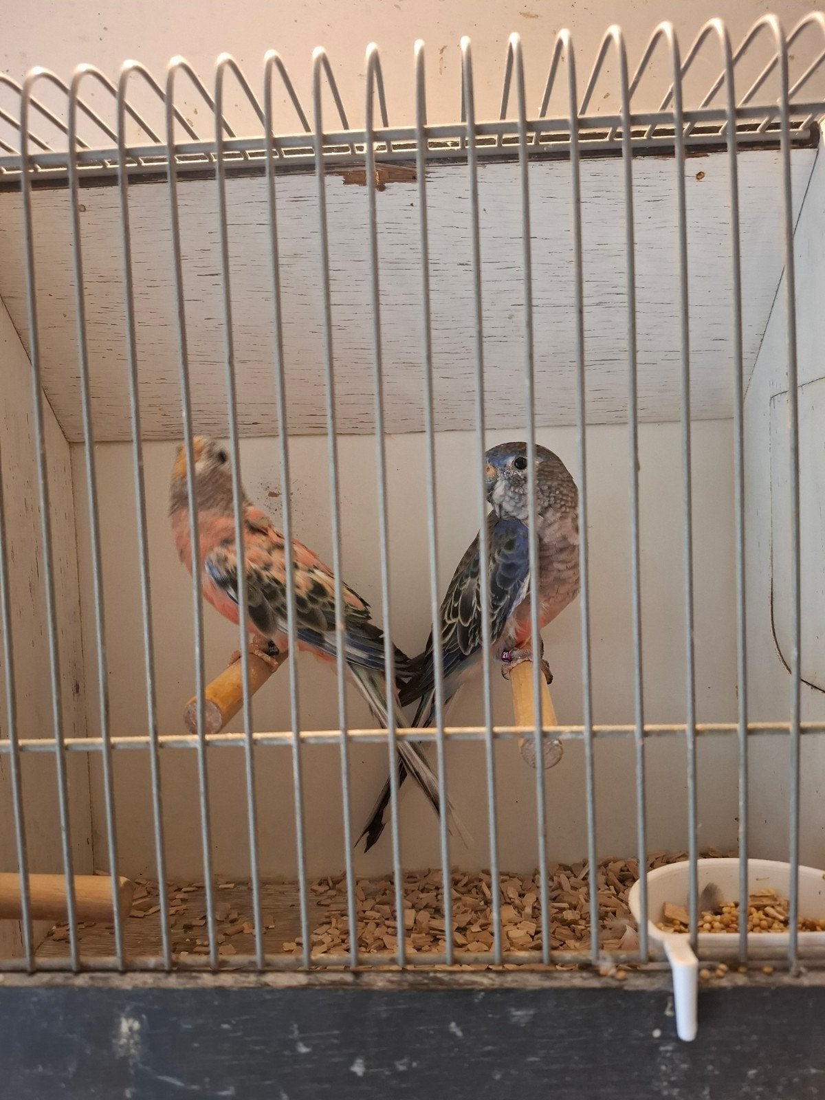 Koppel bourke's parkieten, Meerdere dieren, Parkiet, Geringd