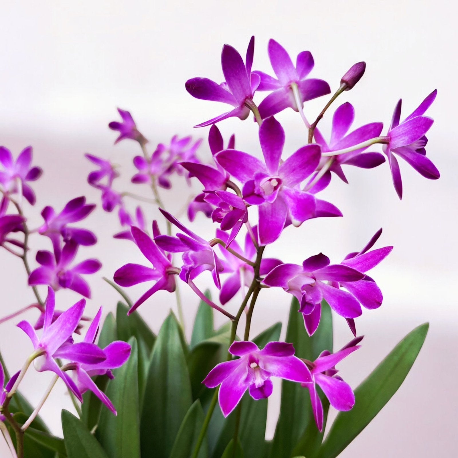 Orchidee Berry Oda, Ophalen of Verzenden, Overige soorten, Volle zon