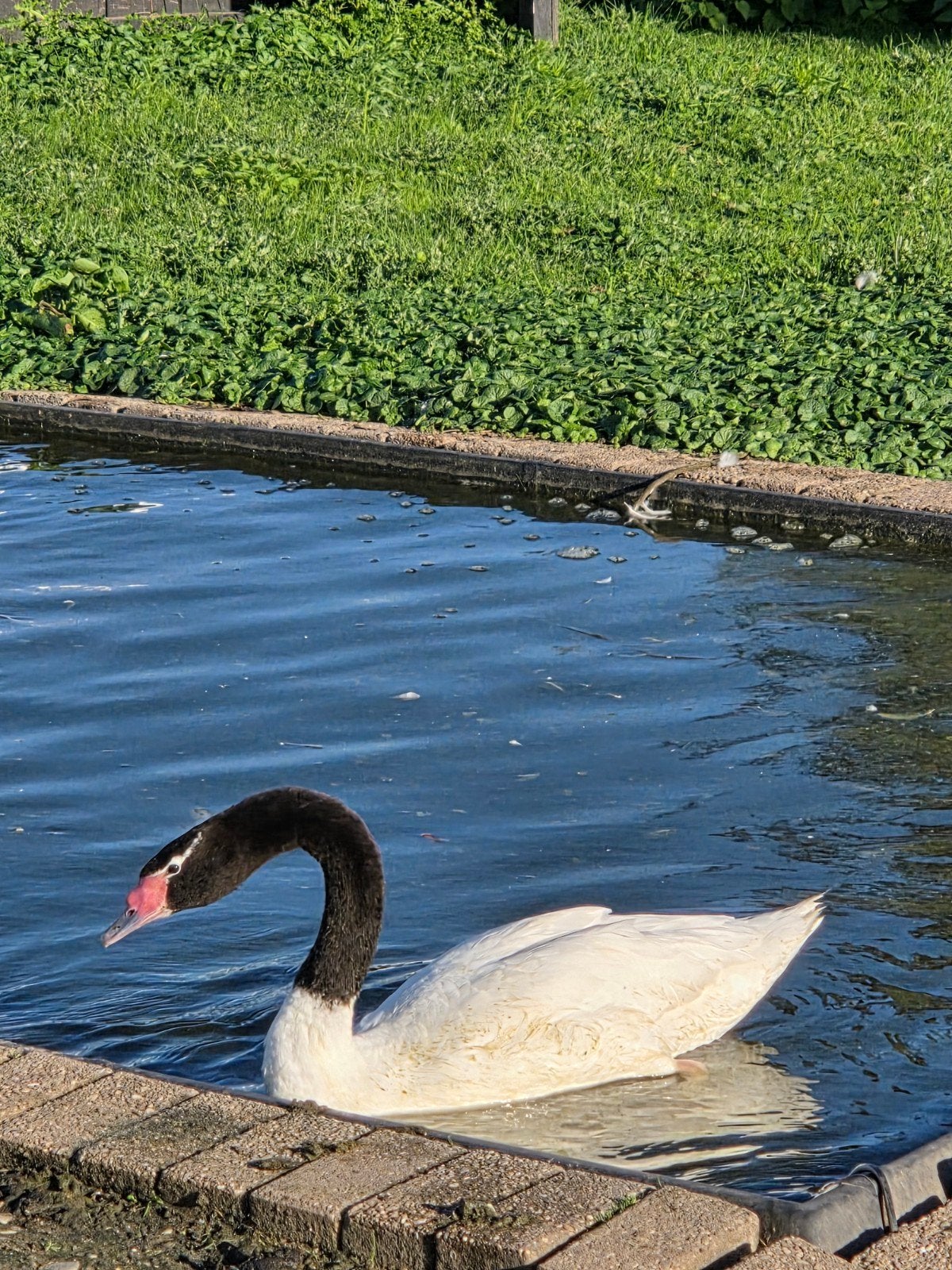 Zwarthals zwaan man, Mannelijk, Gans of Zwaan