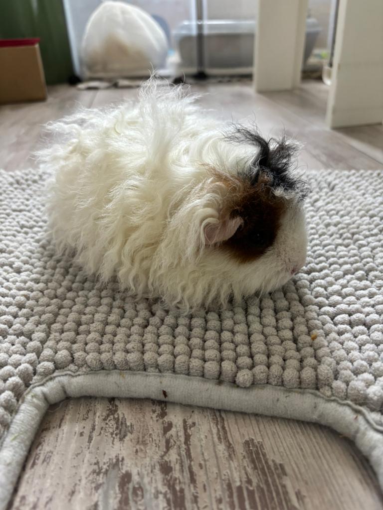 Zeugje cavia zoekt beertje om gedekt te worden., Dieren en Toebehoren, Cavia, Februari, Vrouwelijk, Tam
