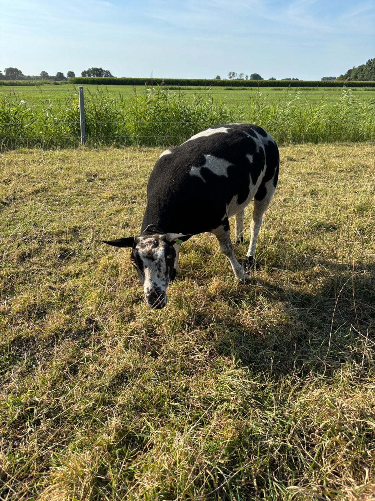 Nederlandse bonte schapen, Dieren en Toebehoren, Vrouwelijk, Schaap